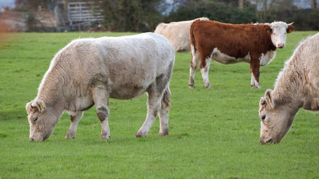 Farming organisations say TTIP deal will 'hang beef industry out to dry'
