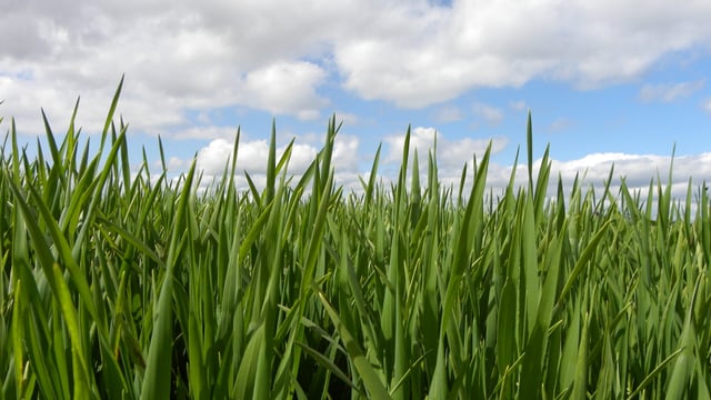 Heavily tillered barley crops at risk of lodging - Teagasc