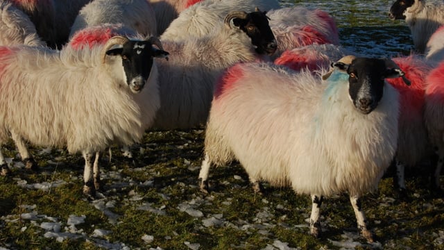 Hill lambing season to get underway within days