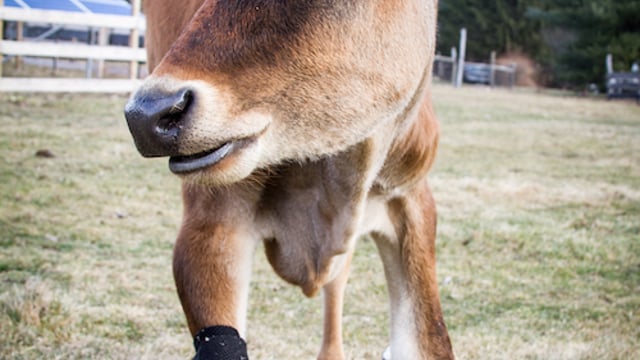 These cow boots were made for walking!