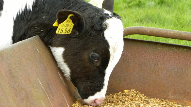 Have you got a tailless calf? If so, the ICBF wants to know