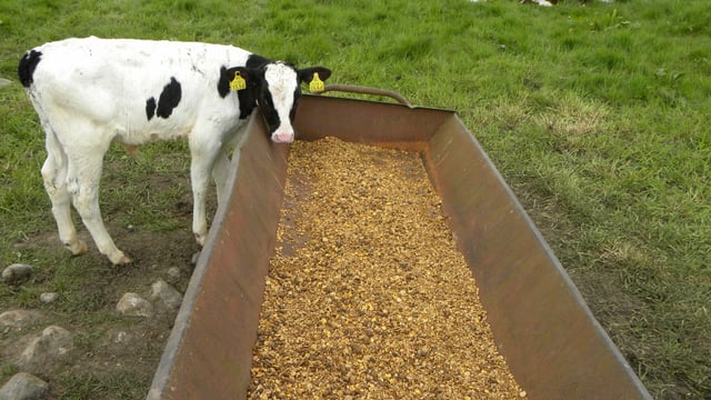 Grain trade association: Meal rationing not on the cards yet
