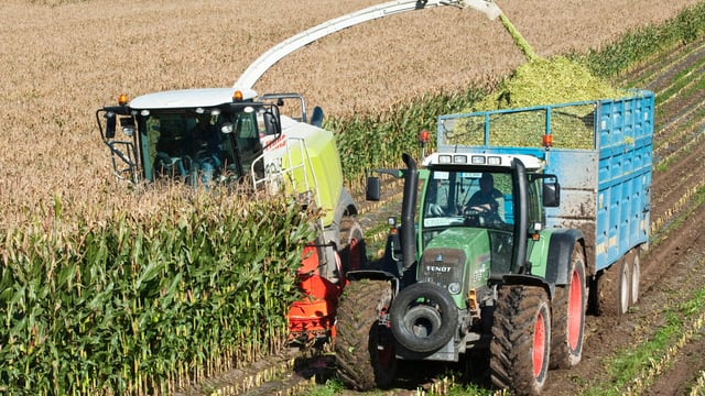 UK forage maize area increased significantly in 2024