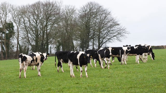 Volac to host heifer rearing conference this week