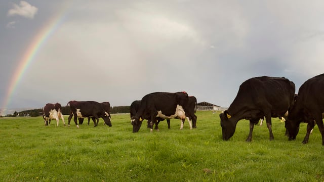 Latest LIC sire catalogue offers pick of Kiwi genetics for the Irish market