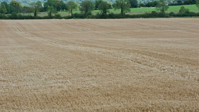 'Northern crop growers face many challenges under new CAP'