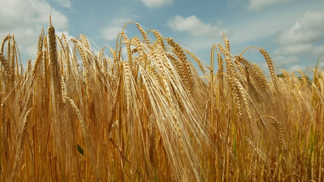 Updated: Boortmalt makes an offer to farmers