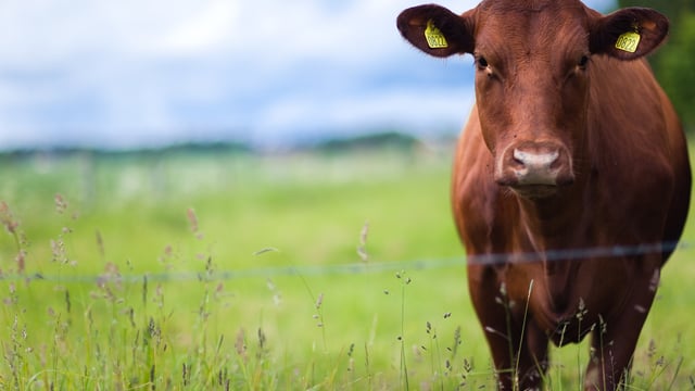 Almost 4,000 farmers yet to complete a carbon navigator