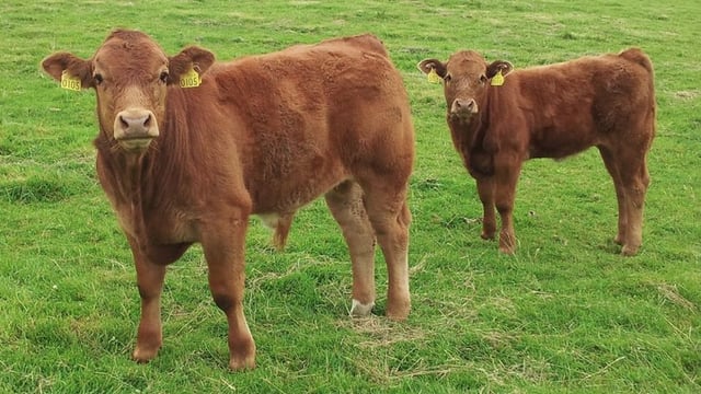 796,000 BVD test results sent to ICBF since January 1