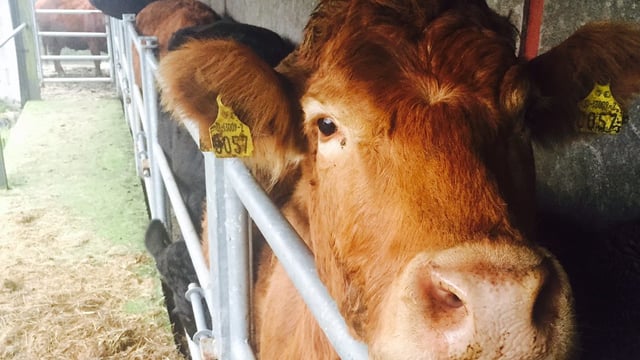 Dosing advice: Be on the lookout for lungworm infestations
