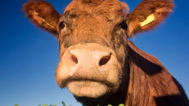 Report challenges assumptions about livestock impact