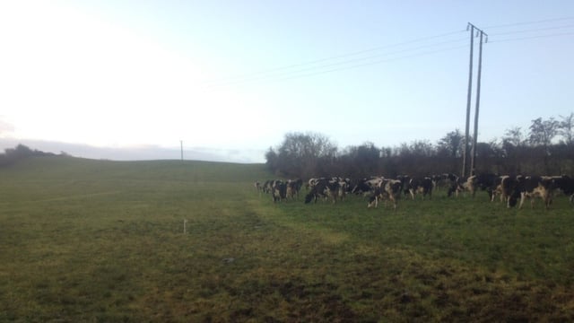 'Grazing management is key to getting tangible improvements for dairy farmers'