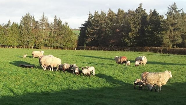 Soil test now for better grass production - Teagasc