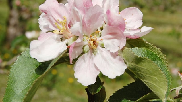 Apple growers turn to heaters to save crops from late frost