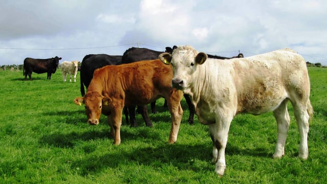 Department issues liver fluke forecast for winter 2018
