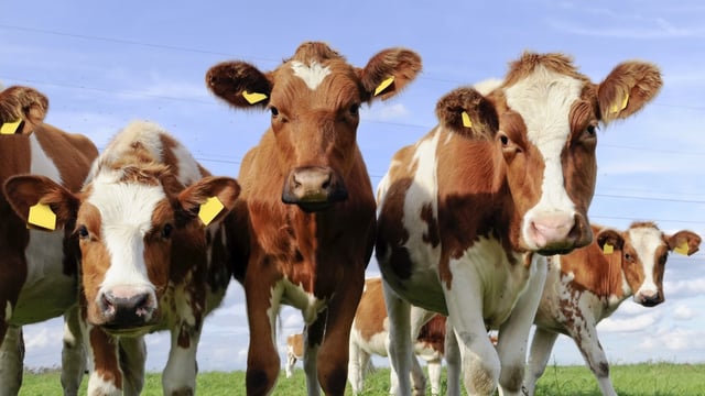 Cork farmer's joy on rehoming of her dairy herd to UK sanctuary