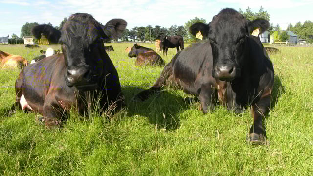 Cull cow prices recovering across the EU