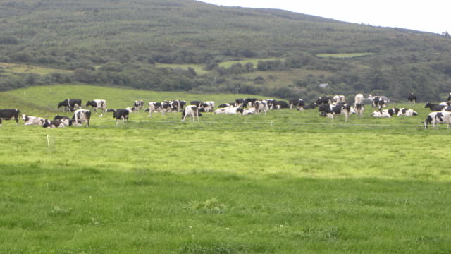 We did not pass on the full impact of dairy markets last year - Dairygold