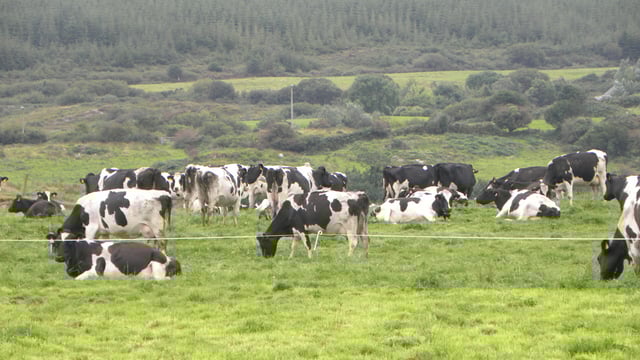Teagasc dairy expansion service to be launched next month