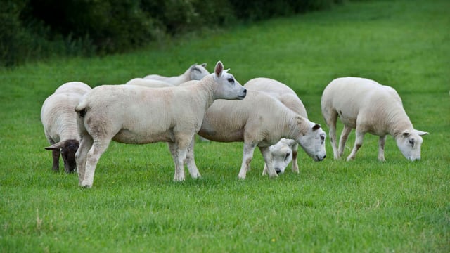 'Non-cow milk production is growing constantly'