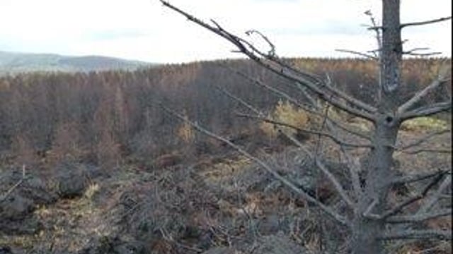 Fire service warns of heightened risk of gorse fires with current weather