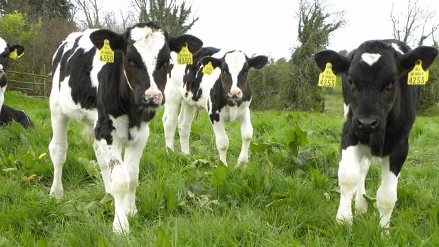 Are your heifers achieving their targets?