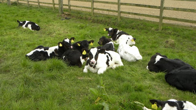 Calf registrations up over 60,000 head when compared to this time last year