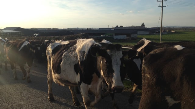 ‘We are not in the business of supporting inefficient dairy farms’