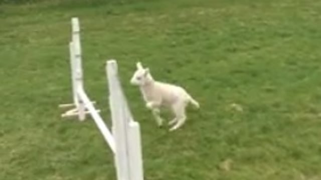 Wooly jumper - meet the lamb that thinks it's a horse
