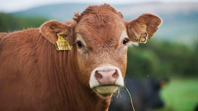 IFA and Meat Industry Ireland oppose lifetime beef quality assurance