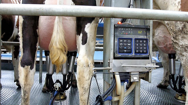 EU milk production continues to soar in January