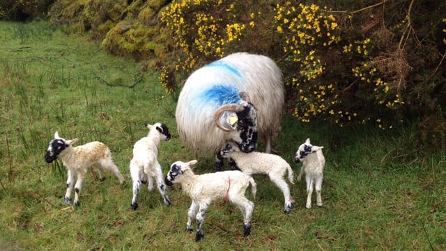 Meet the Scotch ewe in Kerry that gave birth to five lambs this year