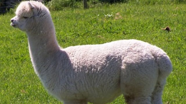 Would you like to purchase an organic herd of alpacas?