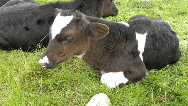 Key tips to maximise growth rates from calves fed powder milk