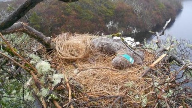 13th confirmed poisoning of White-tailed Eagle