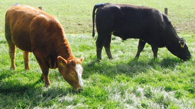 New factory specs could cost beef farmers over €10m per year - IFA