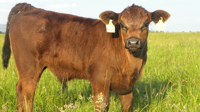It's nonsense to compare beef and dairy incomes - Coveney