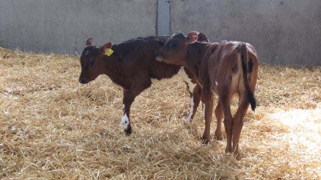 Straw prices continue to average close to €20/bale