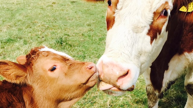 €3m awarded to EU project promoting Cow-Calf Contact system