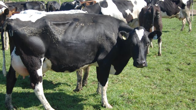 How to manage a second dairy farm 70km away