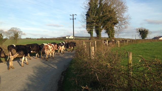 Who in Europe will challenge Ireland in milk production?