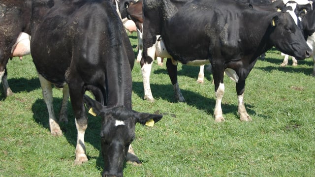 UK experts: 'If good Irish dairy farmers cannot make a profit who else in Europe can?'