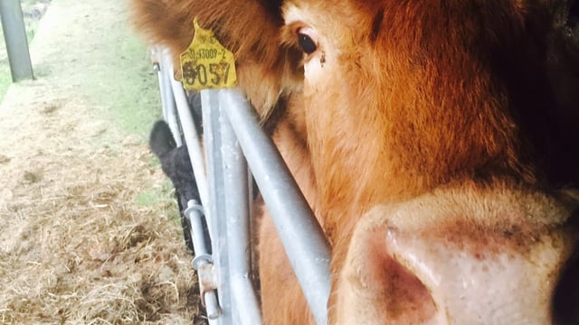 Covid TB test easements to end in NI
