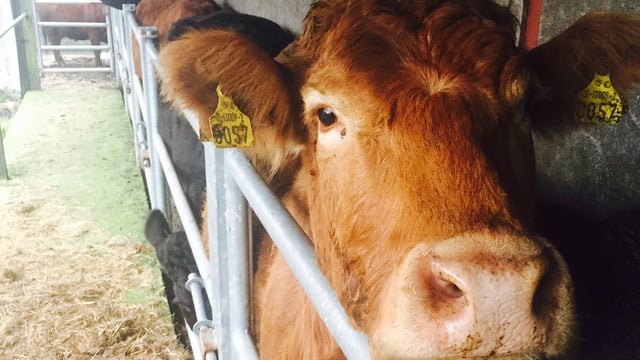 Budget 2025: Additional €20.5 million for TB, BVD and IBR