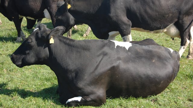 How to manage high-yielding dairy cows at grass