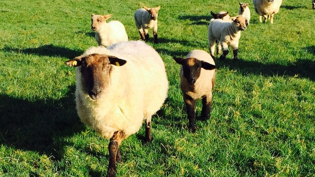 Sheep farmers warned of heightened risk of Nematodirosis in lambs