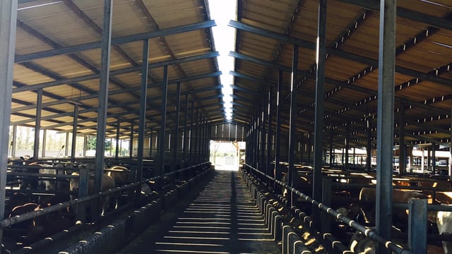 Video: Inside Kepak's feedlot finishing 3,500 cattle a year