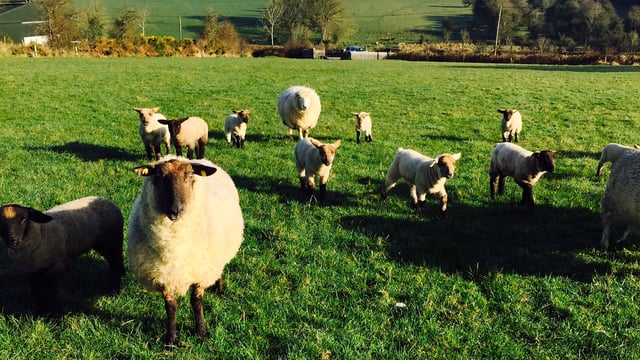 Grass is the only feed ewes need, unless they have triplets - Teagasc