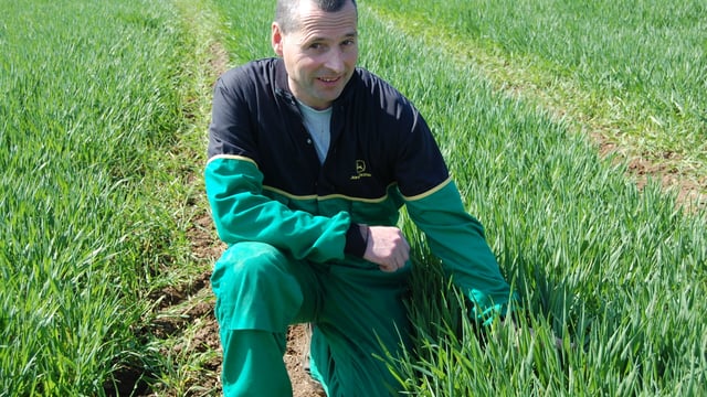 Broadleaf weeds remain a challenge on Co. Derry tillage farm