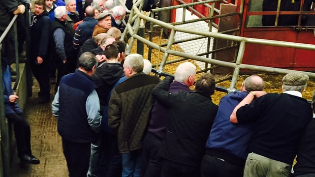 Northern cattle buyers warned of risks when buying southern cattle